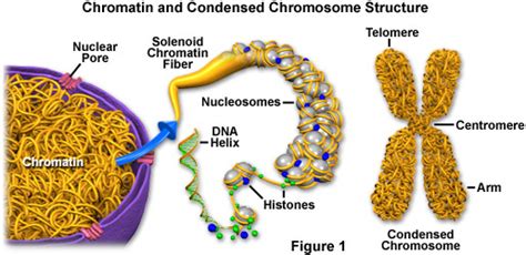 naked dna is called chromatin|Chapter 4 Review Flashcards